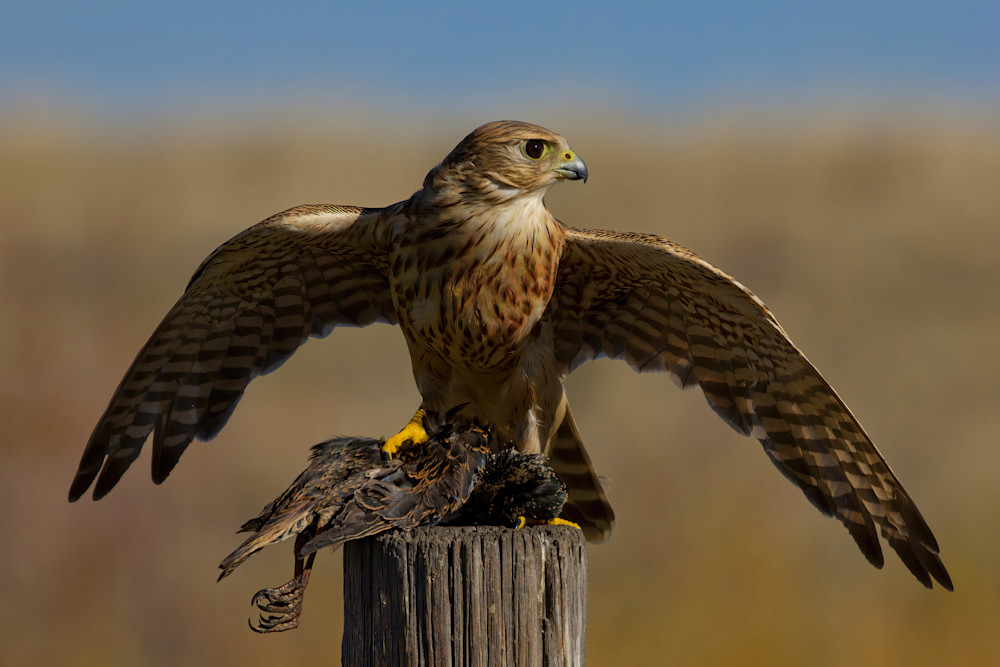 Merlin With Prey Wings Spread Perched Autumn 1271 Photography Art | Christina Rudman Photography