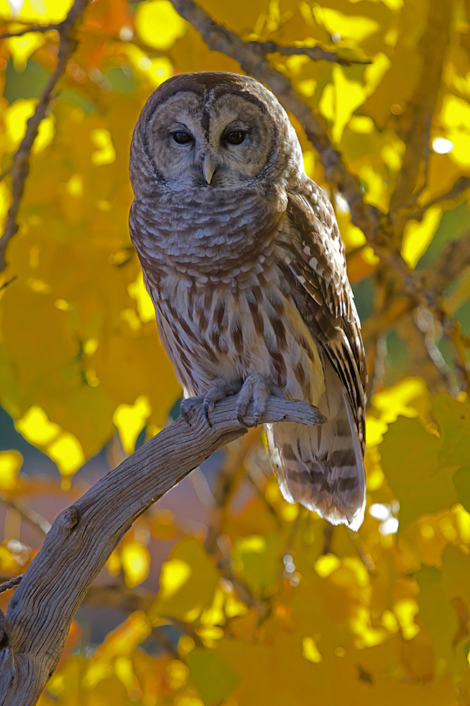 Barred Owl Cottonwood Tree Yellow Leaves Autumn 1649 Photography Art | Christina Rudman Photography