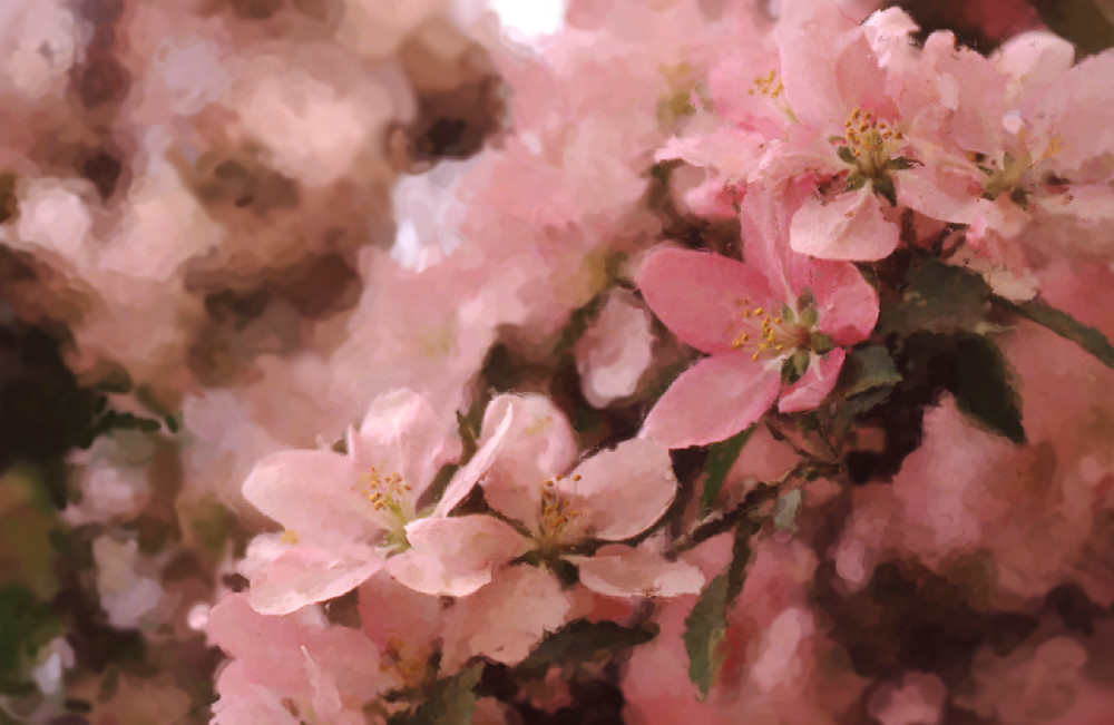 Painted Blossoms