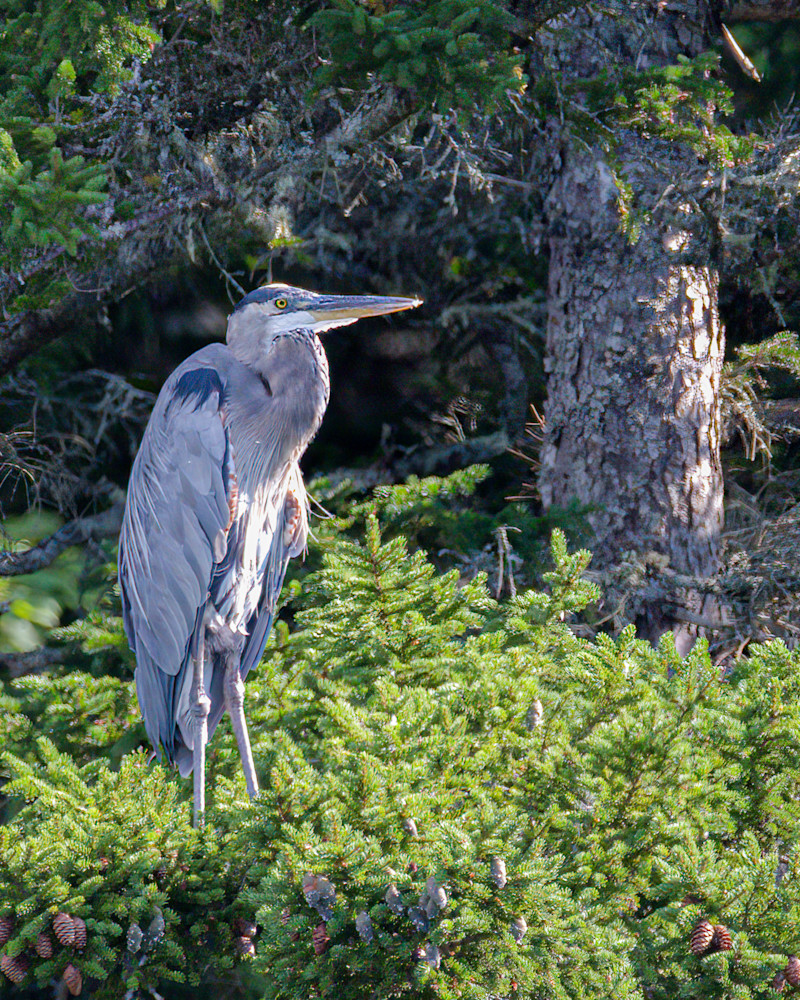 Great Blue Heron (2) Photography Art | Monteux Gallery