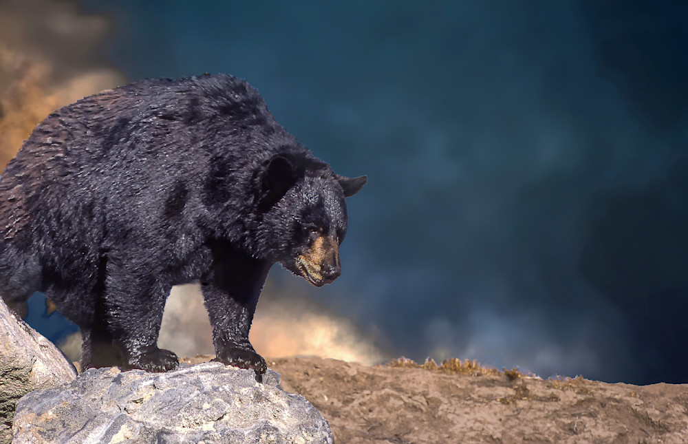 Beautiful Black Bear Photography Art | Great Wildlife Photos, LLC