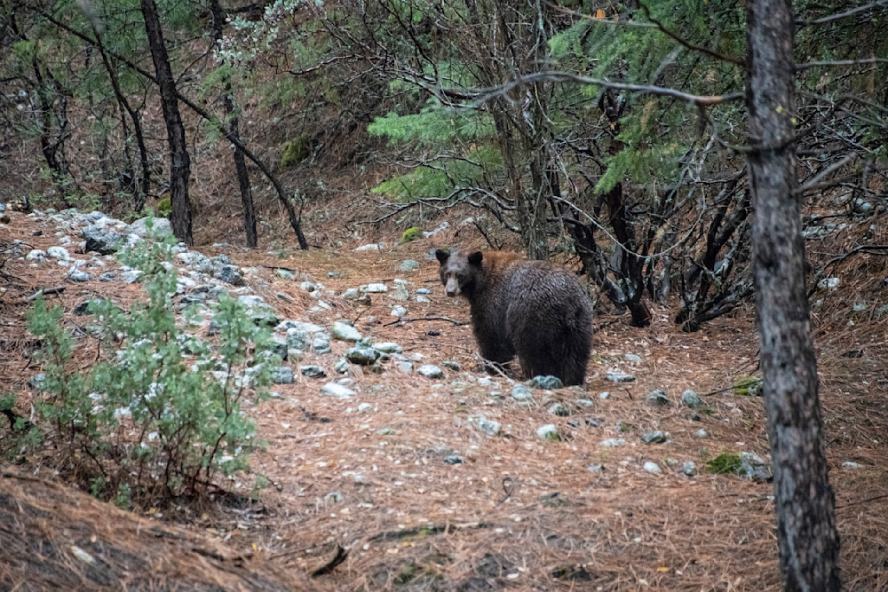 Black Bear Backward Glance Photography Art | Great Wildlife Photos, LLC