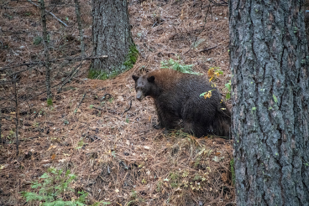 Black Bear Climbing Photography Art | Great Wildlife Photos, LLC
