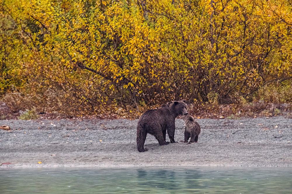 Coastal Brown Bear And Cub Photography Art | Great Wildlife Photos, LLC