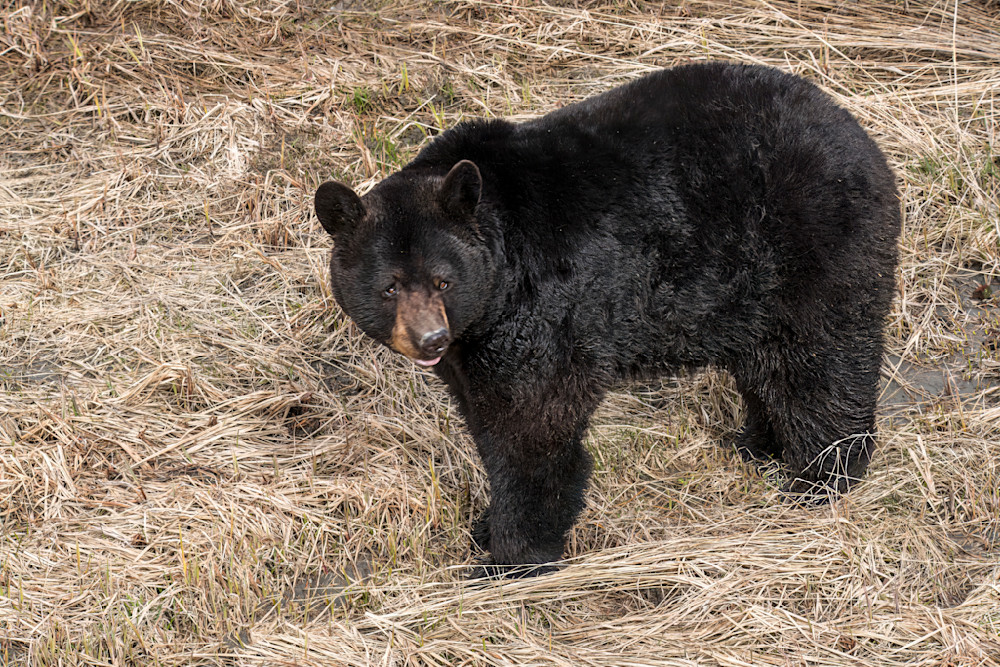 Black Bear Turning Photography Art | Great Wildlife Photos, LLC