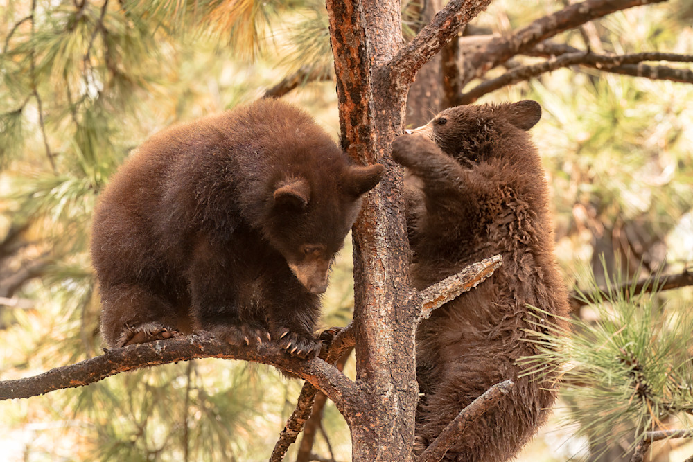 Cubs Climbing Photography Art | Great Wildlife Photos, LLC