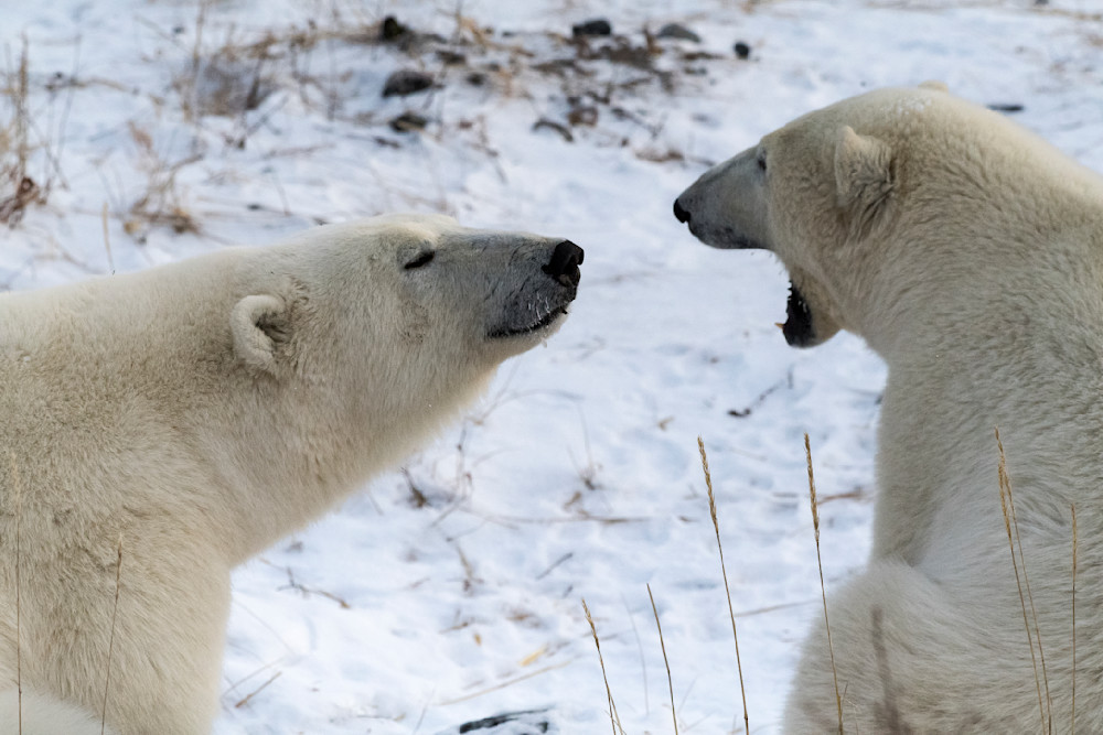 Polar Bear Greeting Photography Art | Great Wildlife Photos, LLC