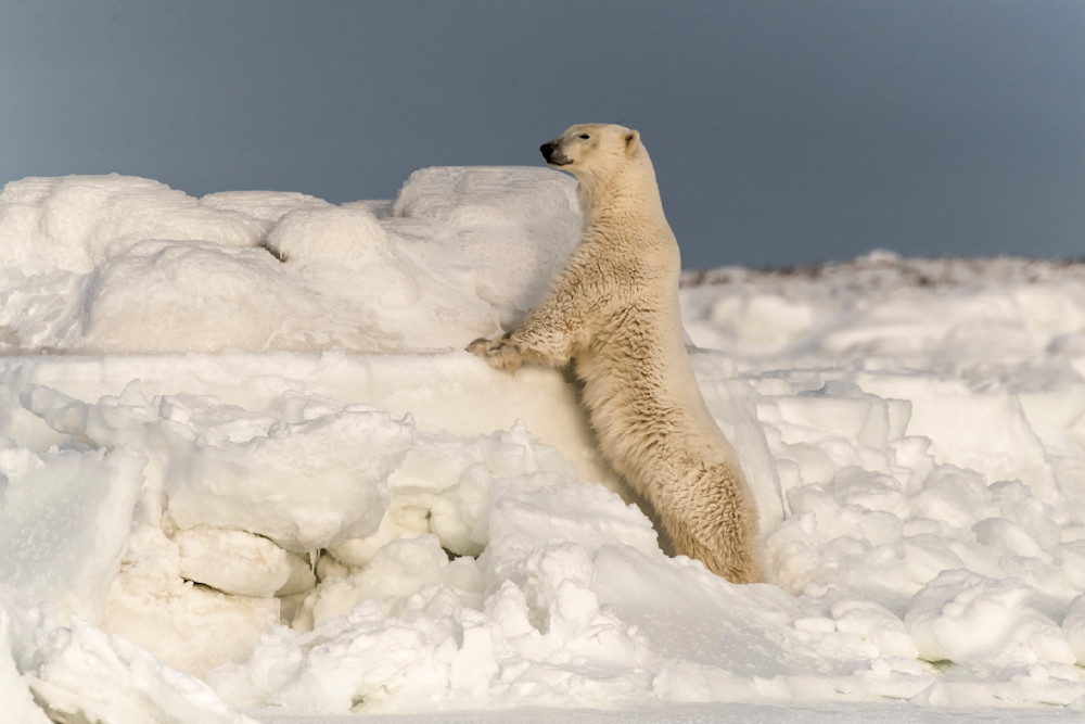 Bear Looking Over Ice Flow Photography Art | Great Wildlife Photos, LLC
