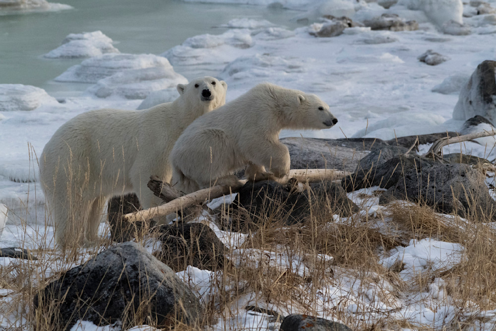 Polar Bear Cub Climbing Bank Photography Art | Great Wildlife Photos, LLC
