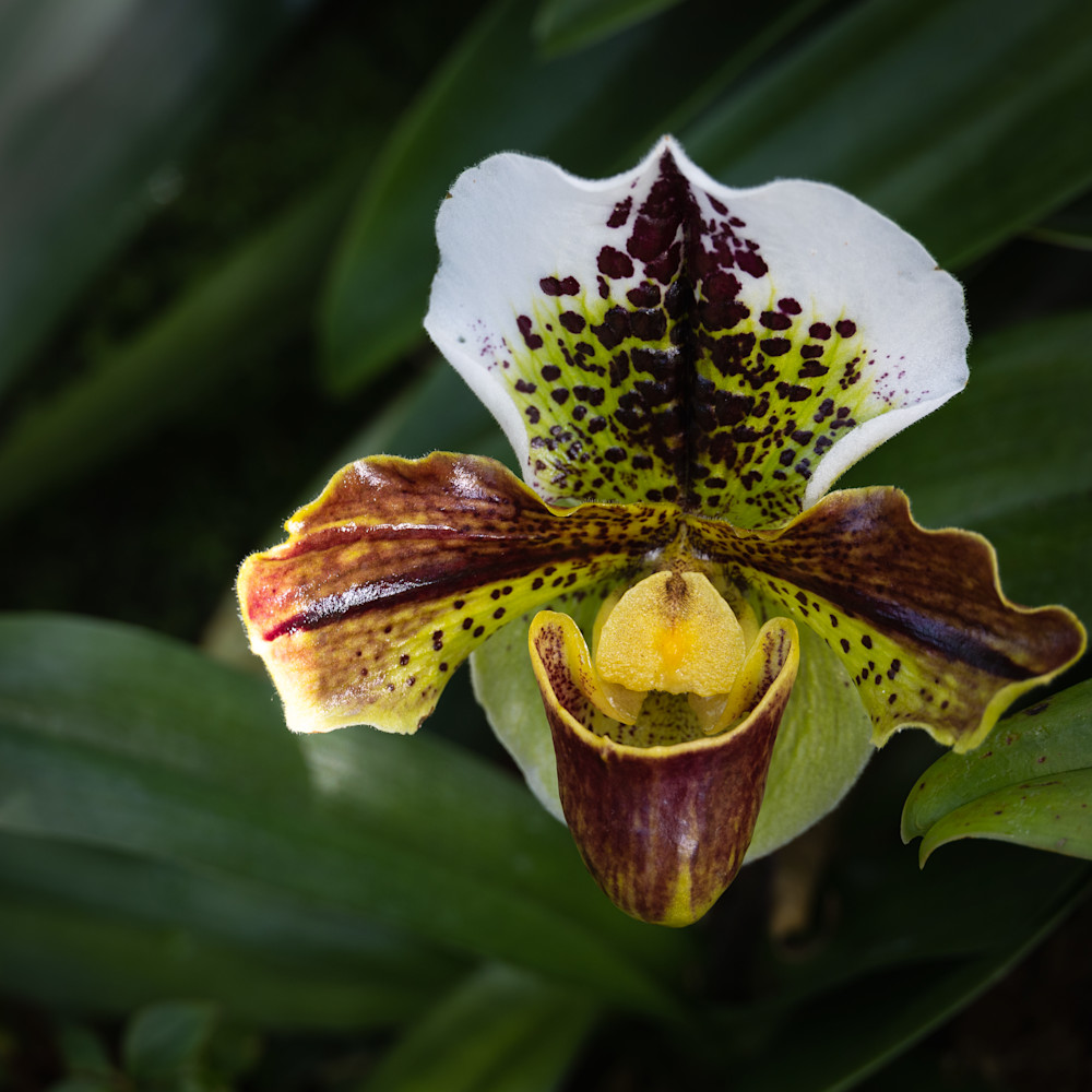 Maroon Orchid at the New York Botanical Gardens | Eugene L Brill