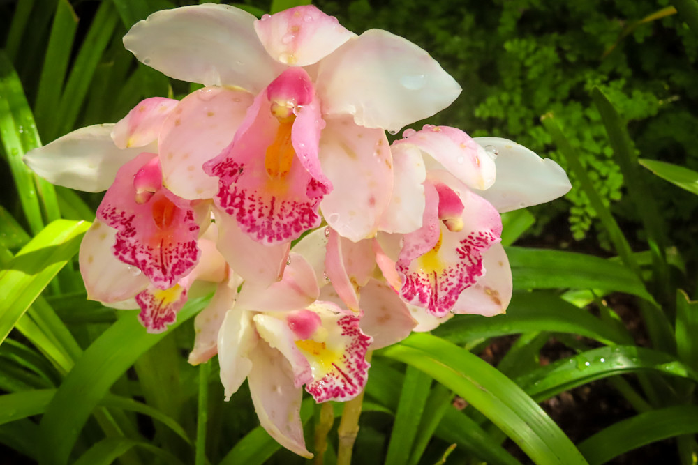 Pink Orchid at the New York Botanical Gardens | Eugene L Brill