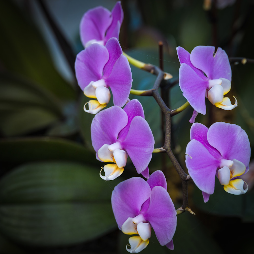 Purple Orchids at the New York Botanical Gardens