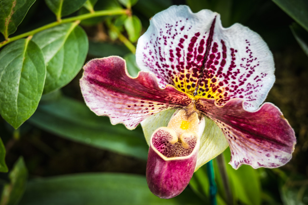 Orchids at the New York Botanical Gardens | Eugene L Brill