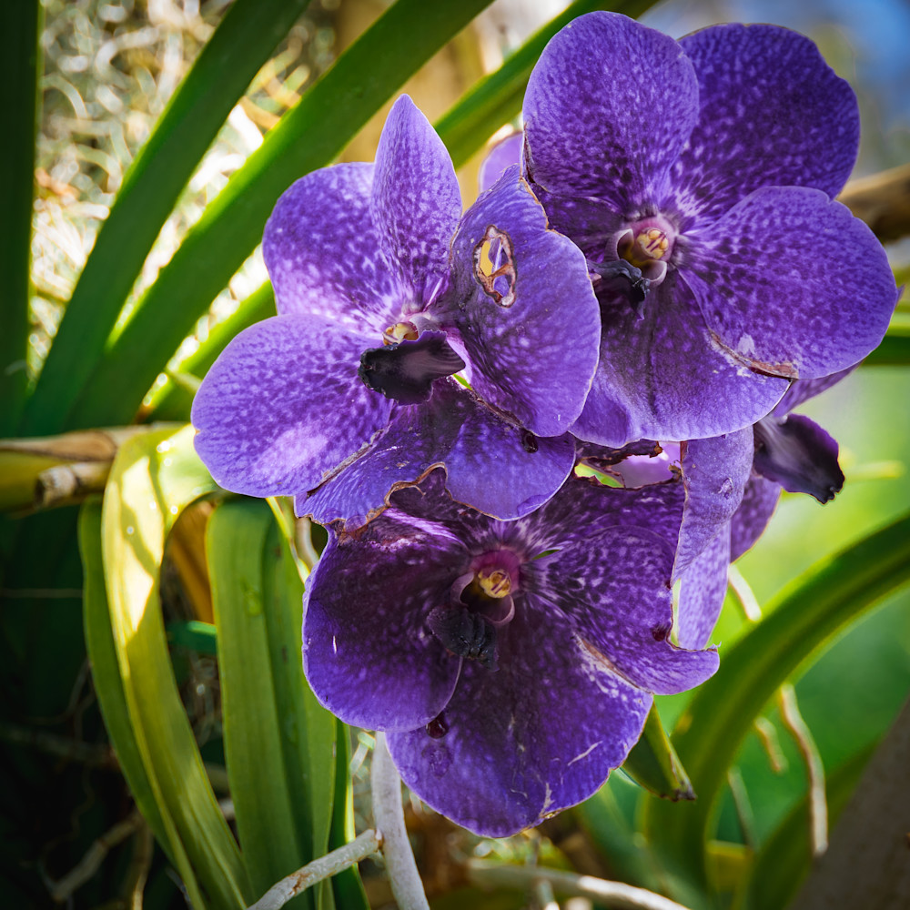 Three Purple Orchids at the New York Botanical Gardens | Eugene L Brill