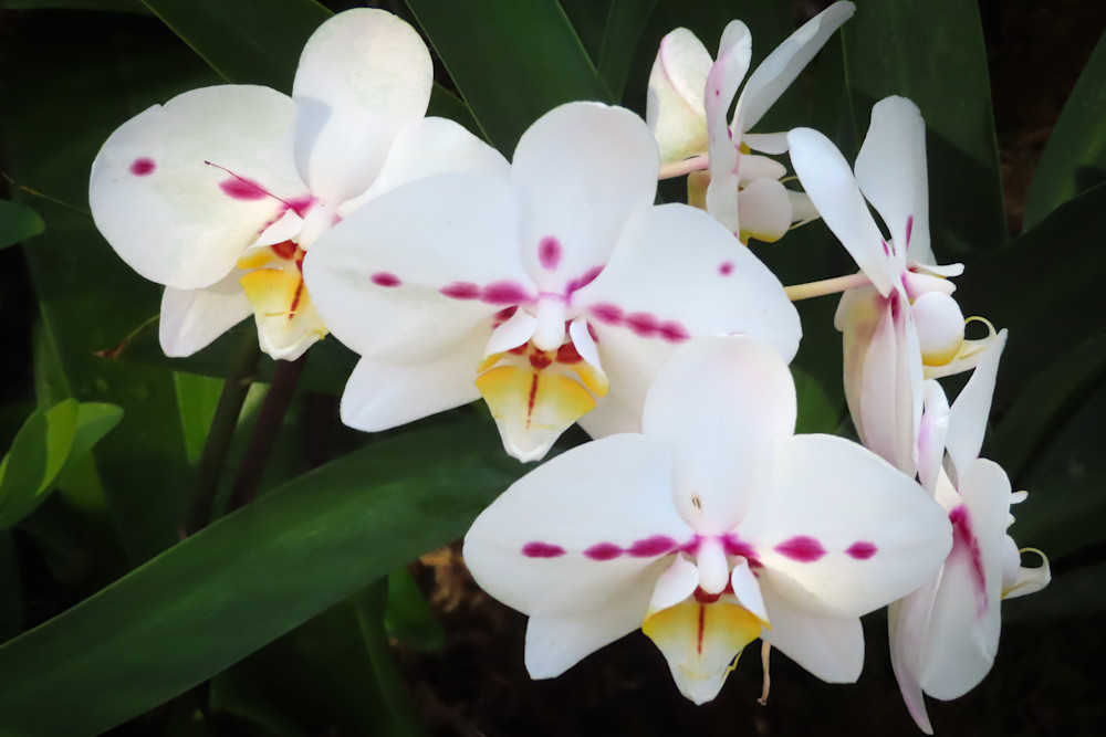 White Orchid Cluster at the New York Botanical Gardens | Eugene L Brill