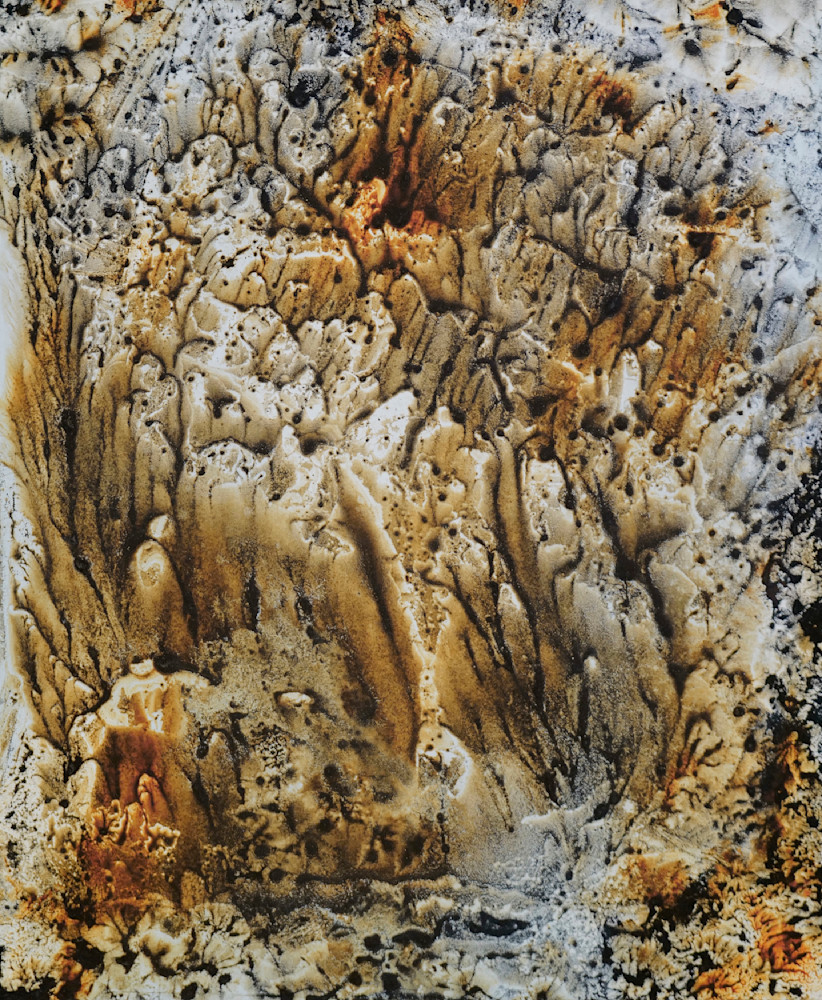 Coral Study 5