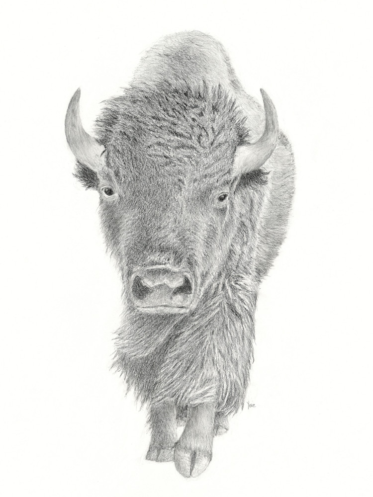 Mighty Bison  Photography Art | Nature's Art Productions 