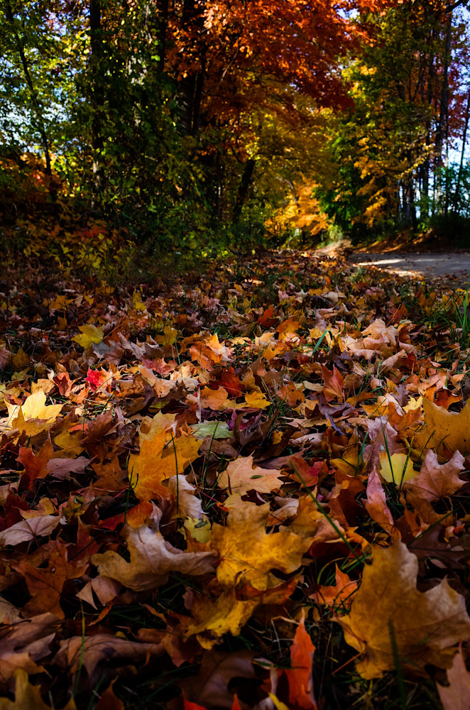 Leaves Photography Art | Kevin Morris Photography USA