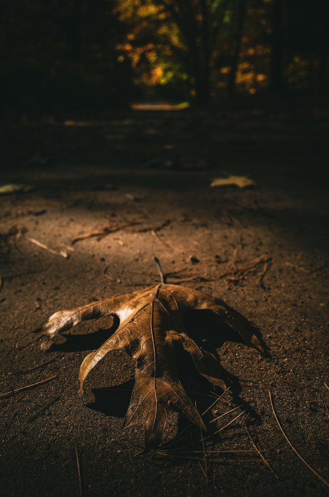 Oak Leaf Photography Art | Kevin Morris Photography USA