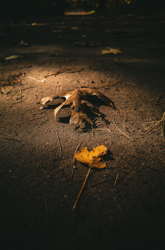 Oak And Maple Leaves Photography Art | Kevin Morris Photography USA