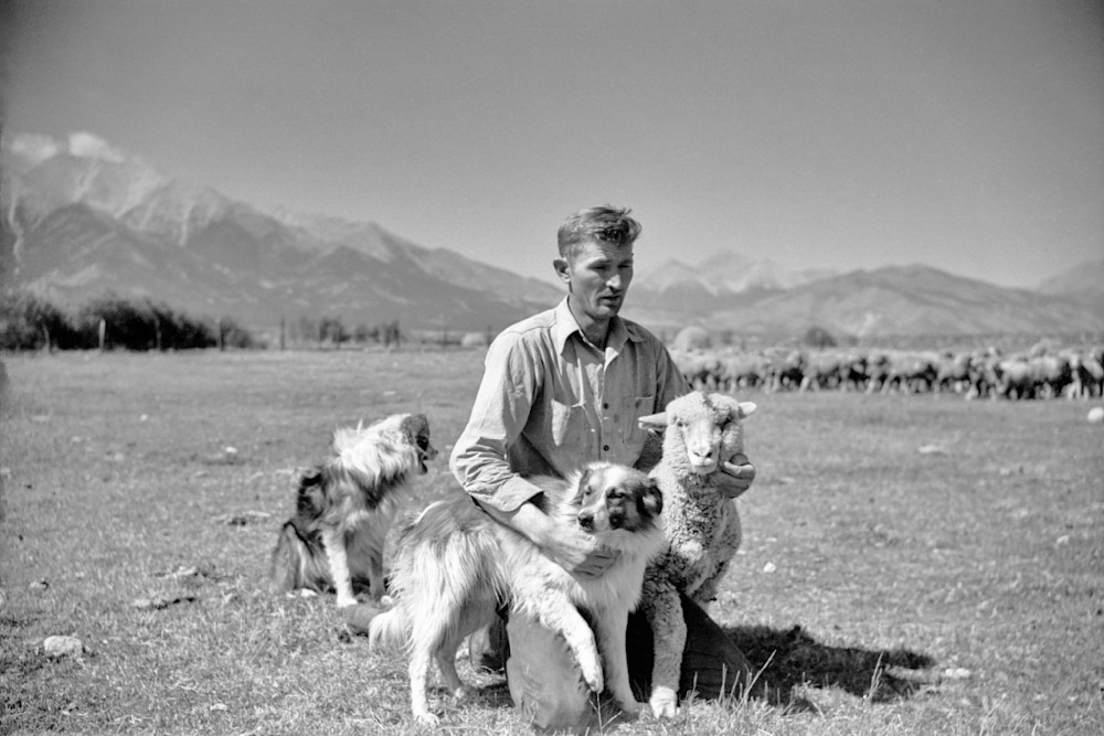 Fsa Rehabilitation Client With Dogs & Lamb. Chaffee County, Co 1939