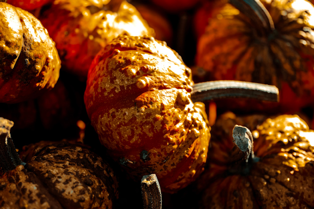 More Bumpy Gourds Photography Art | Kevin Morris Photography USA