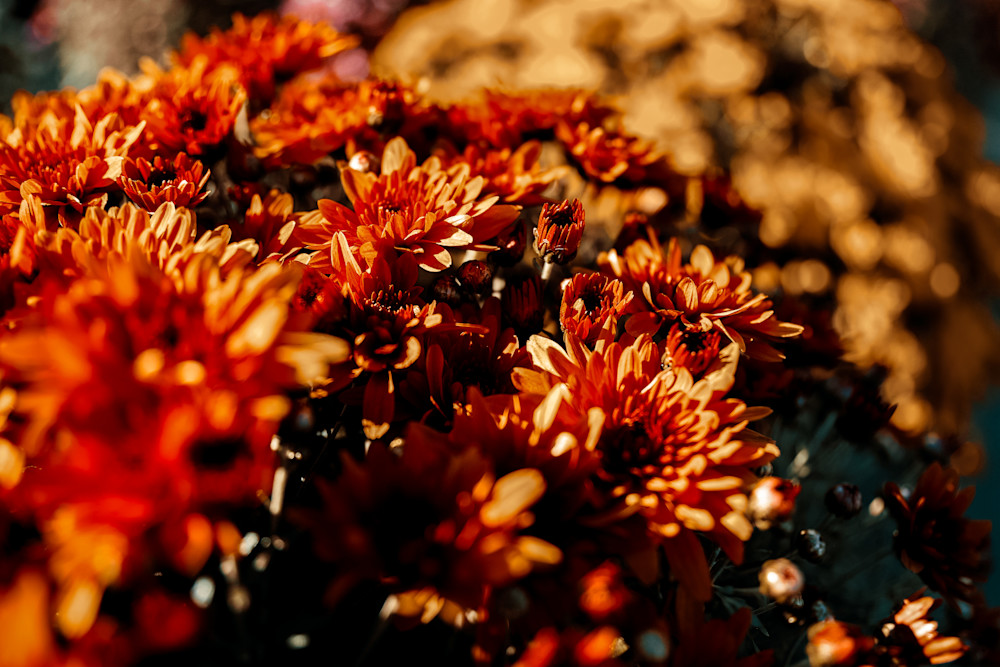 Mums Photography Art | Kevin Morris Photography USA