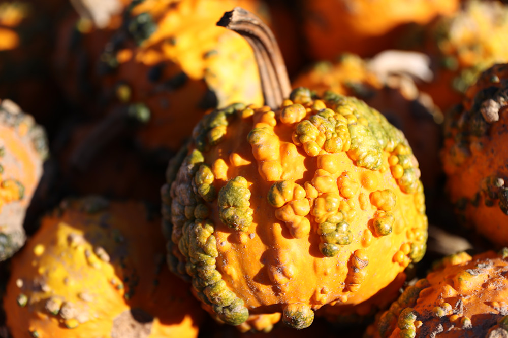 Bumpy Gourds Photography Art | Kevin Morris Photography USA