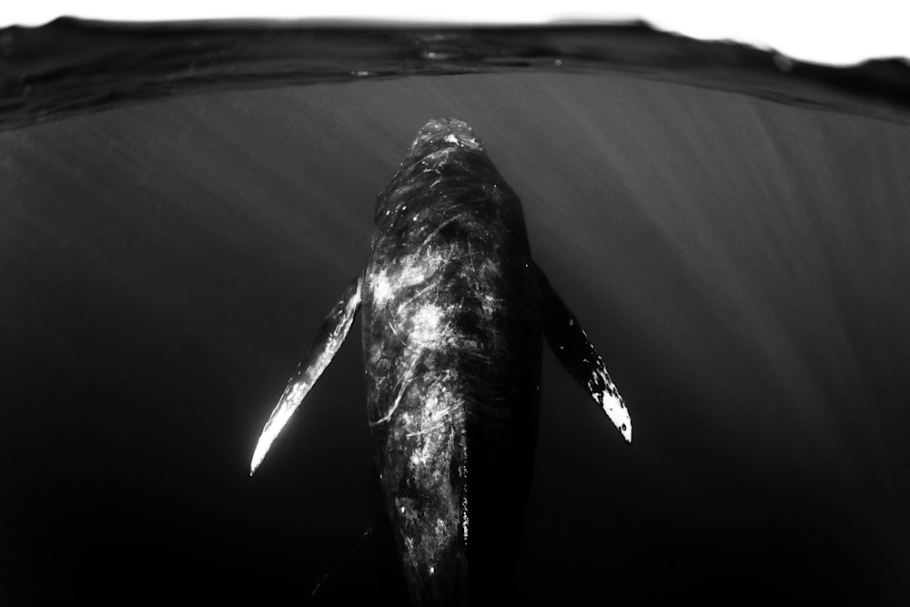 Maui Humpback Whale Photography Art | Chloe Cryan