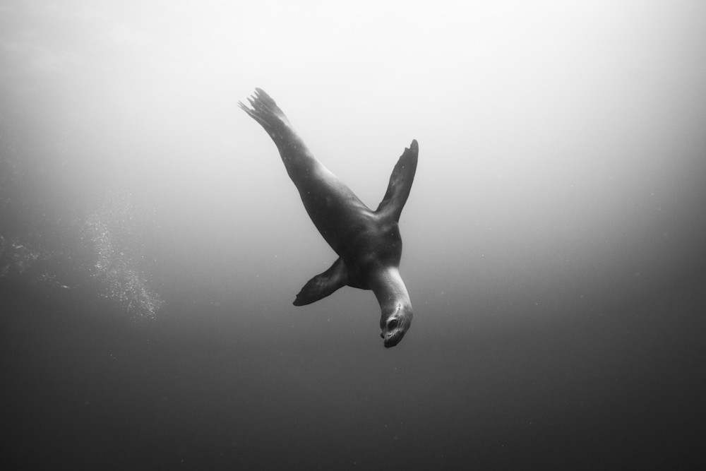 Chloe Cryan Sea Lion Dive Photography Art | Chloe Cryan