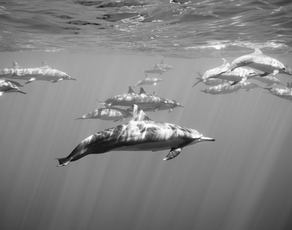 Spinner Dolphin Photography Art | Chloe Cryan