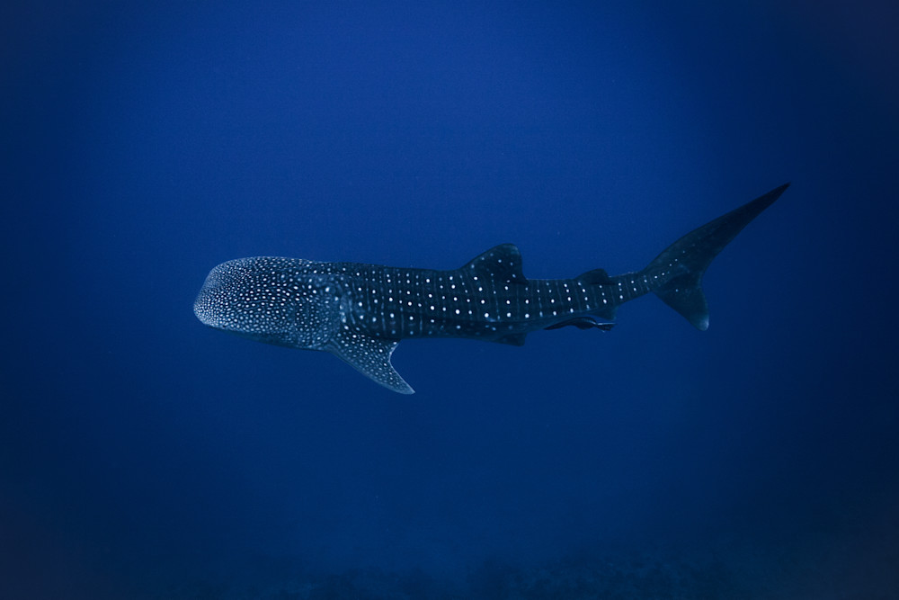 Molokini Whale Shark  Photography Art | Chloe Cryan