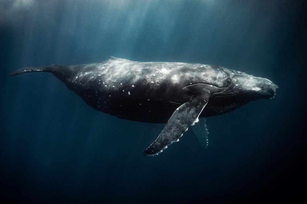 Male Humpback Whale Photography Art | Chloe Cryan