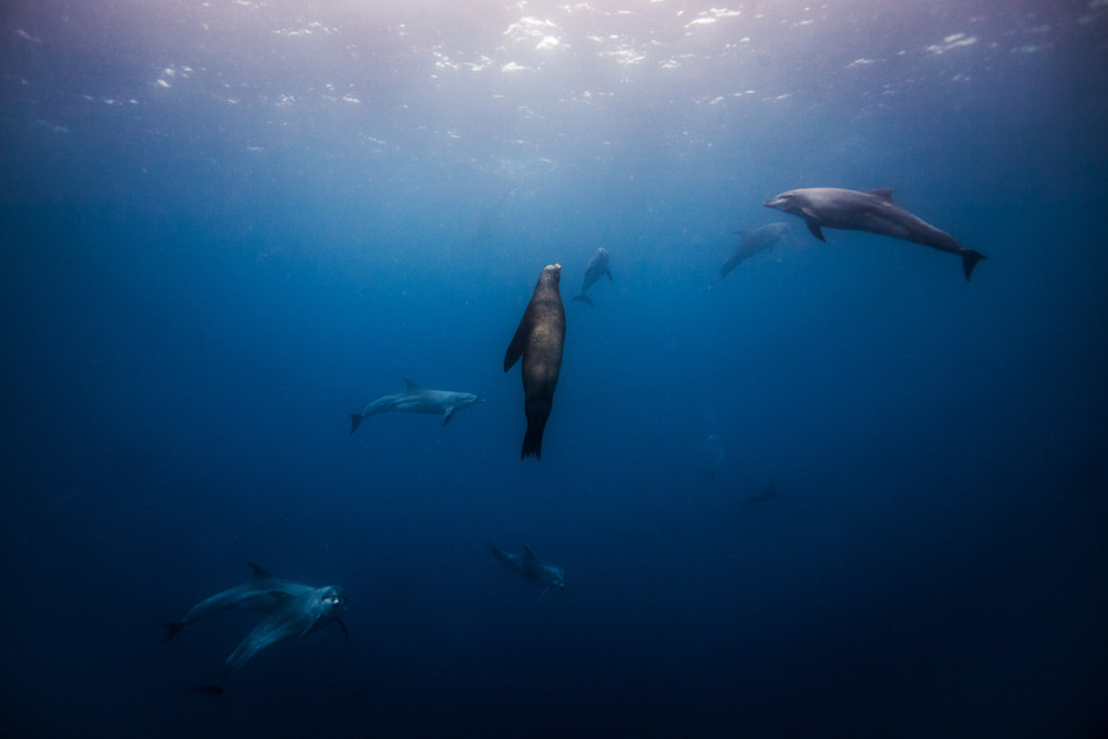 Galapagos Sea Lion And Bottlenose Dolphin Photography Art | Chloe Cryan