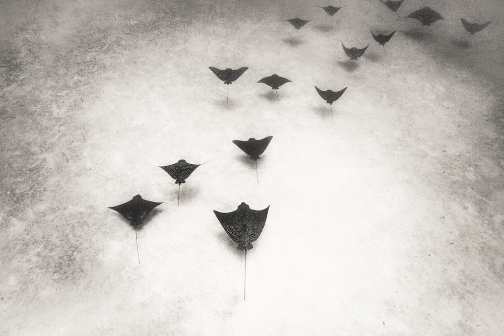 Galapagos Island Eagle Rays Photography Art | Chloe Cryan
