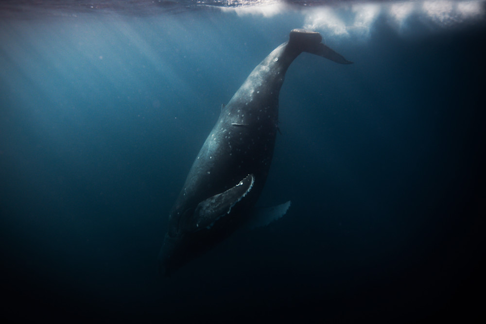 Chloe Cryan Whale Donward Photography Art | Chloe Cryan