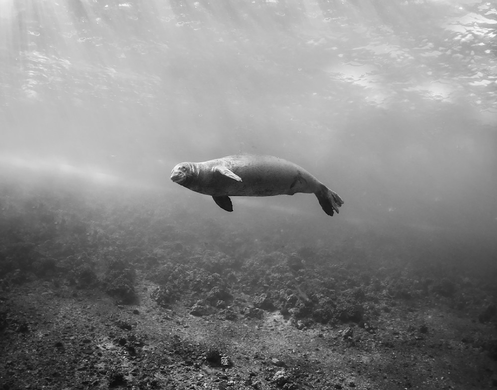 Hawaiian Monk Seal Photography Art | Chloe Cryan