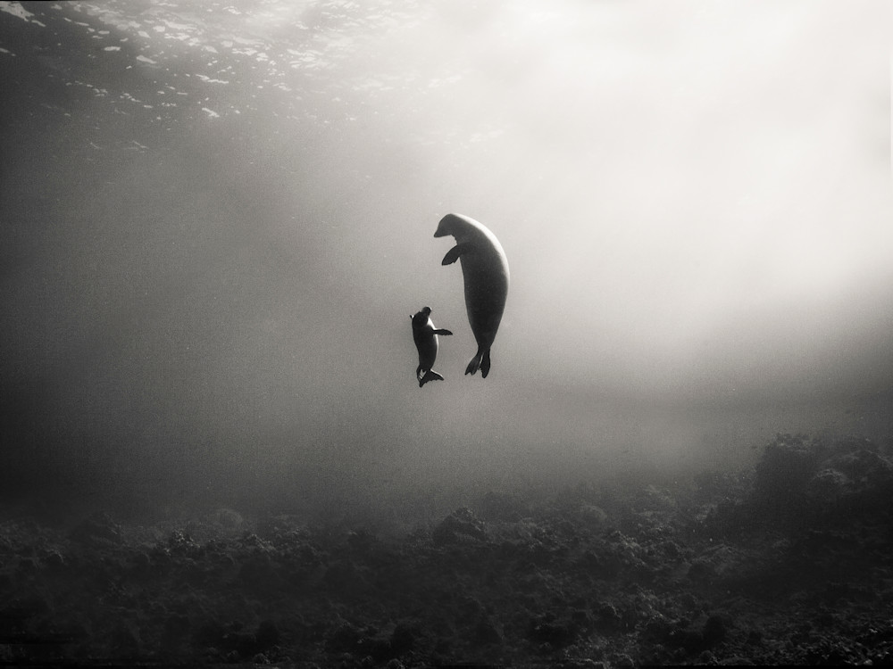 Monk Seal Baby And Mama Photography Art | Chloe Cryan