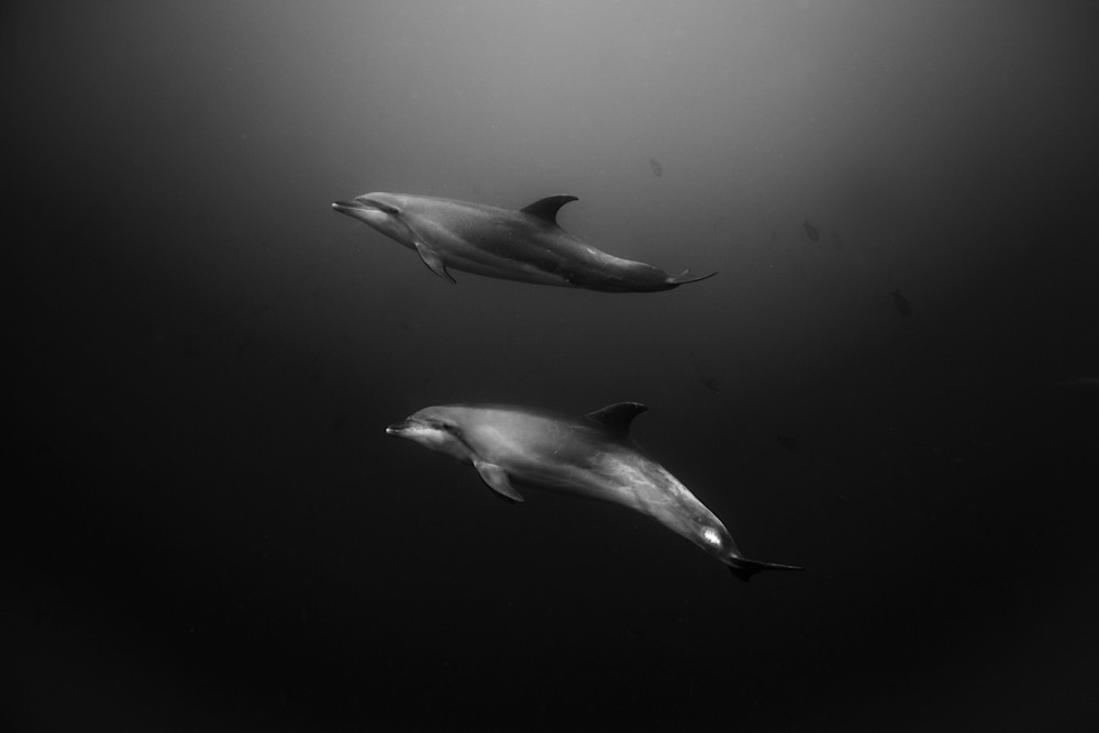 Bottlenose Dolphins Photography Art | Chloe Cryan