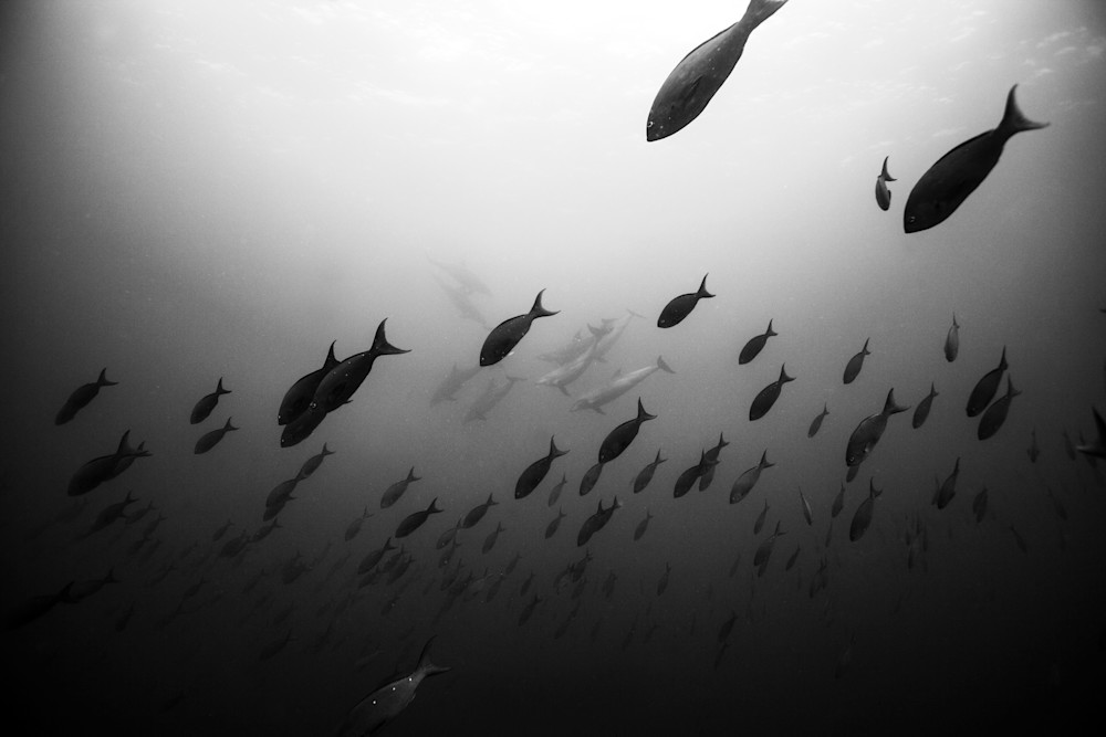 Galapagos Dolphins Photography Art | Chloe Cryan