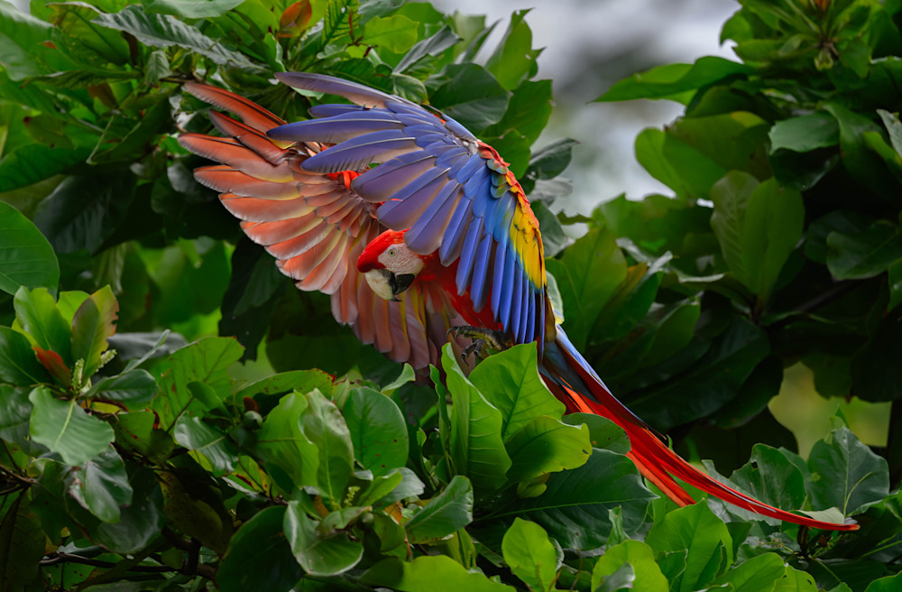 Scarlet Macaw   Kaleidoscope Photography Art | D. Noel Imagery