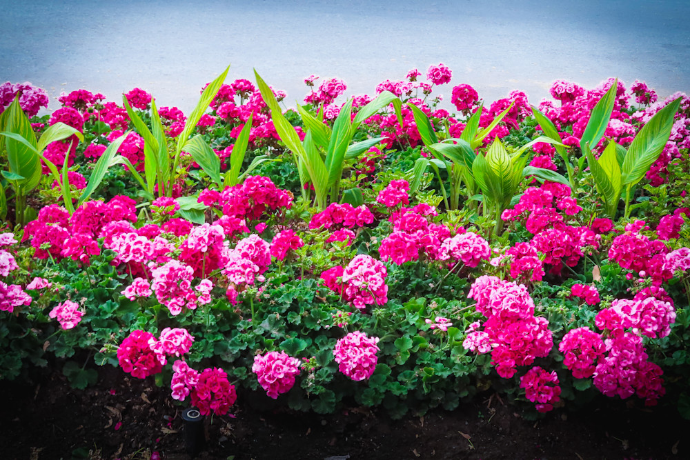 Cottage Garden with Pink Geranium Flowers | Eugene L Brill