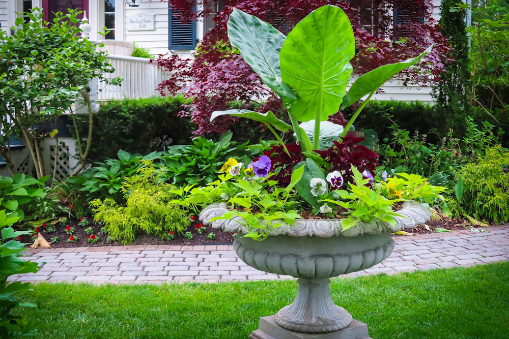 Large Urn planted with Elephant Ears | Eugene L Brill