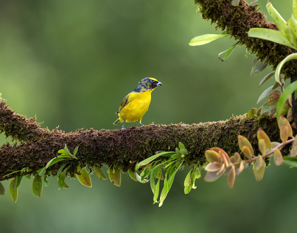 Yellow Throated Euphonia   Sit For A Spell Photography Art | D. Noel Imagery