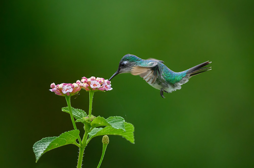 Violet Headed Hummingbird   For A Moment Photography Art | D. Noel Imagery