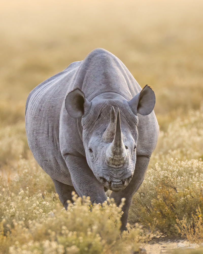Black Rhino Head On
