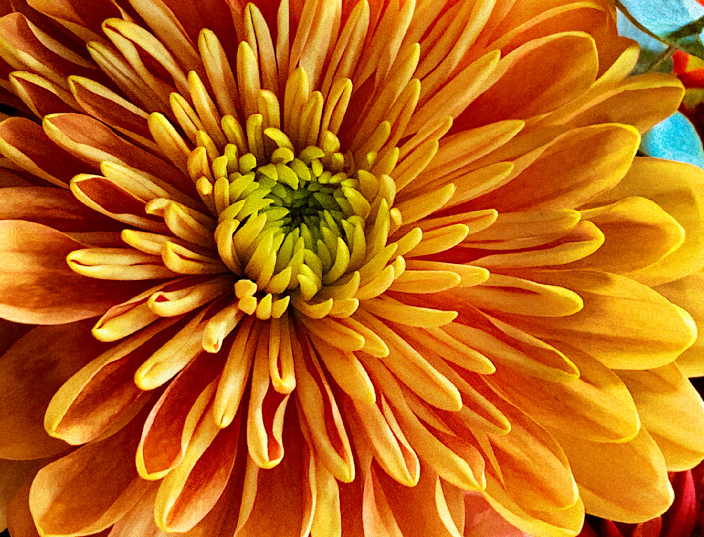 Garden Blossom Clr Art | Sky + Sparks Luxury Fine Art