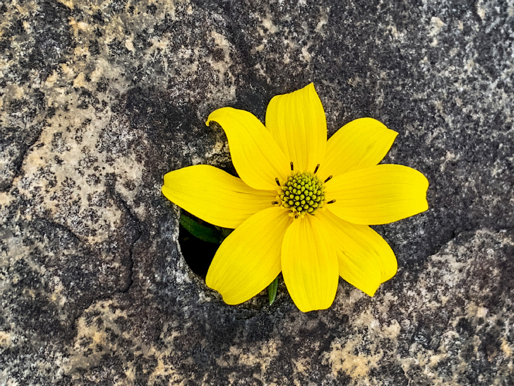 Porters Sunflower In Granite Clr Art | Sky + Sparks Luxury Fine Art