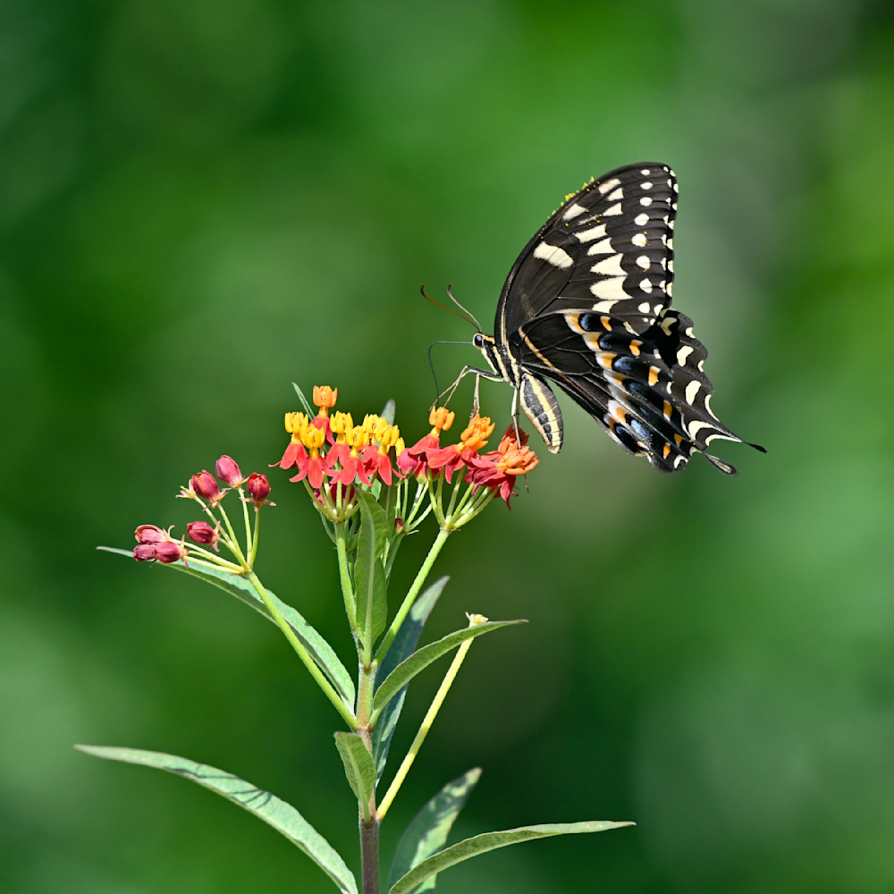 Swallowtail Green Background #1 Photography Art | Don Kerner Photography
