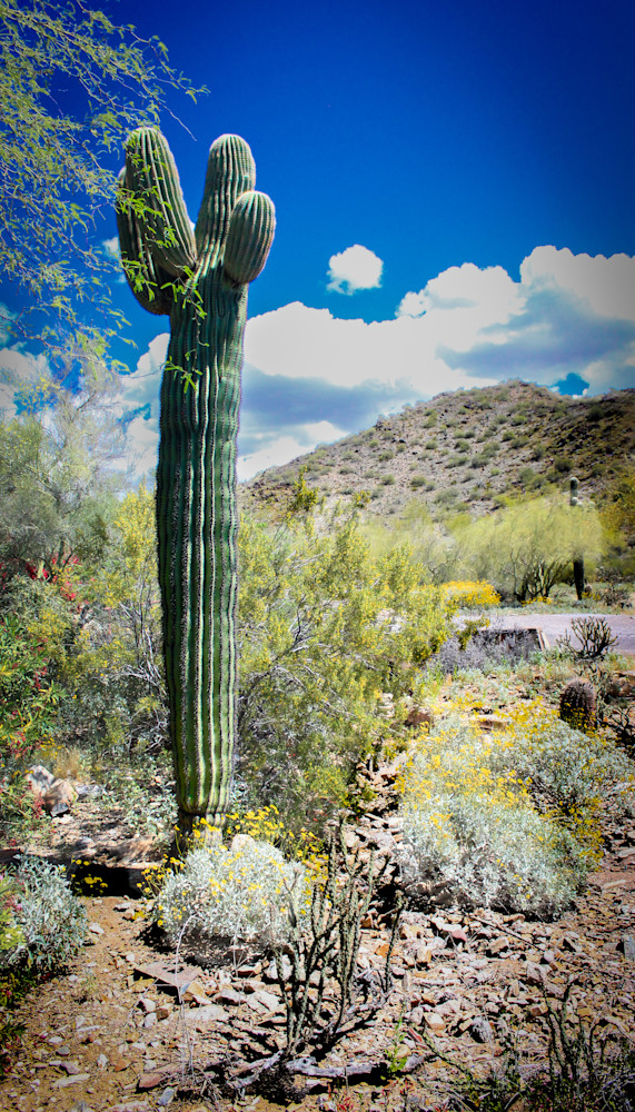 Taliesin West View Photography Art | DCD Dixon Fine Art Photography